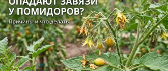 Опадают завязи у помидоров