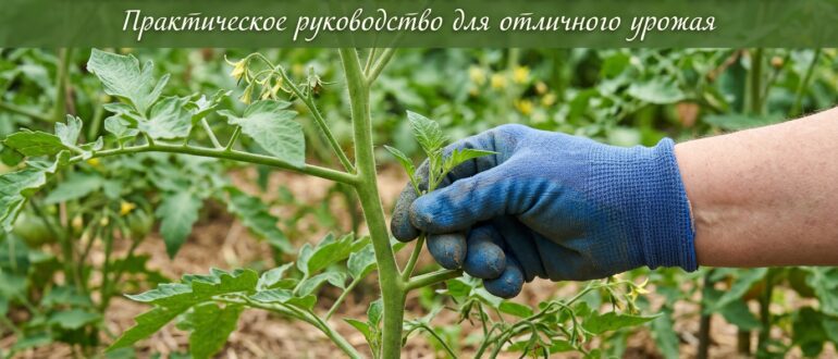 Рука удаляет пасынок у куста помидоров