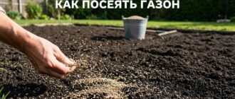 Как посеять газон своими руками