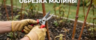 Обрезка малины секатором