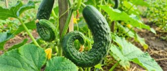 Кривые огурцы на кусте