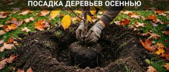 Посадка плодовых деревьев осенью