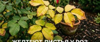 Почему желтеют листья у роз